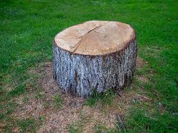 Best Tree Maintenance Programs  in Inglewood, CA