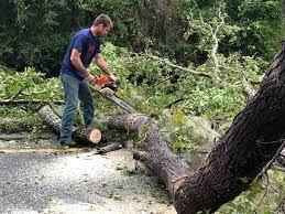 Best Root Management and Removal  in Inglewood, CA