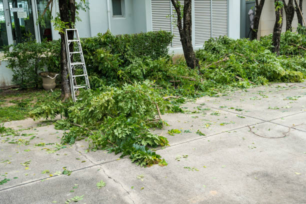 Best Tree Health Inspection  in Inglewood, CA