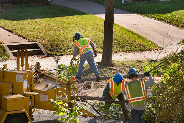 Best Tree Preservation Services  in Inglewood, CA