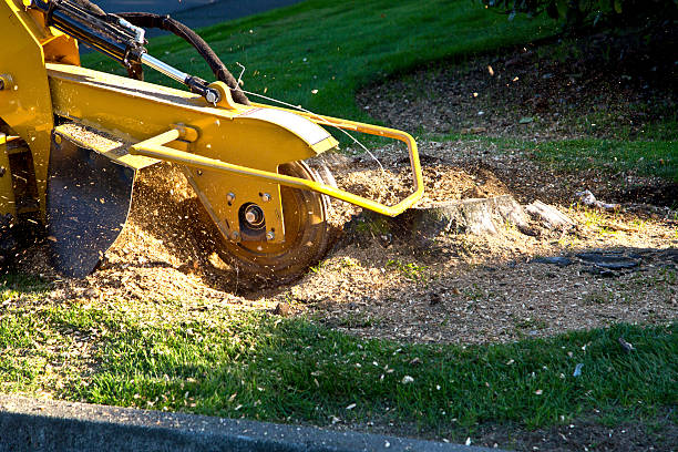 Best Utility Line Clearance  in Inglewood, CA
